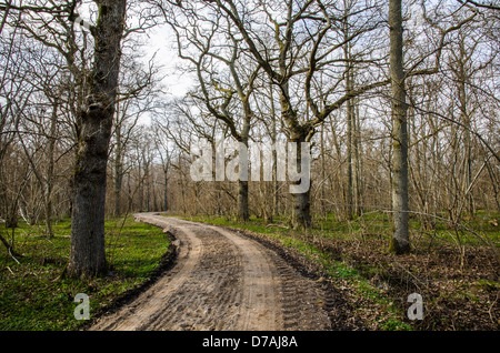 Unbefestigte Straße schlängelt sich durch einen Laubwald Stockfoto