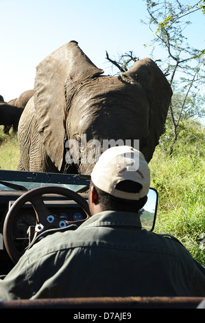 Elefant geht vor Auto in Thanda Wildreservat, Südafrika. Stockfoto