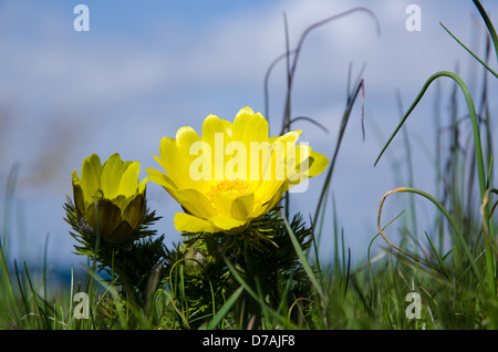 Nahaufnahme einer Pheasant´s Auge Blume vor Ort. Von der Insel Öland in Schweden. Stockfoto