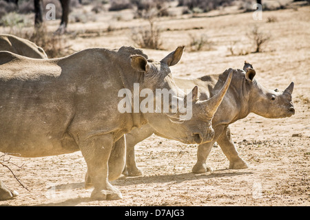 Südliche Breitmaulnashorn (Ceratotherium Simum Simum) bei GocheGenas game Reserve in der Nähe von Windwoek, Namibia - Erwachsene und Jugendliche Stockfoto