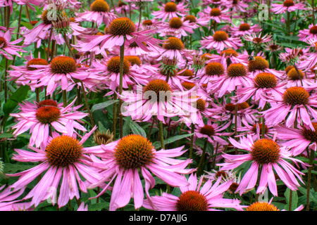 Lila und orange mehrjährige Blumen Echinacea Purpurea Maxima in einem Garten Stockfoto