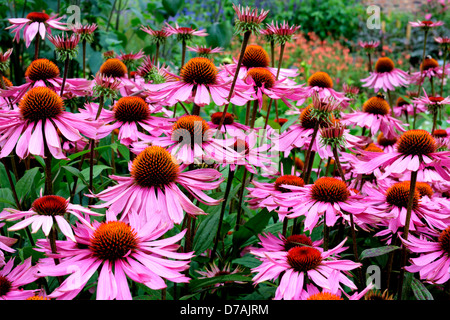 Lila und orange mehrjährige Blumen Echinacea Purpurea Maxima in einem Garten Stockfoto