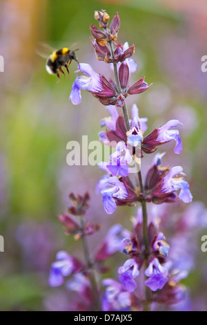 Ein Bumble Bee besuchen eine Salbei Blume Stockfoto