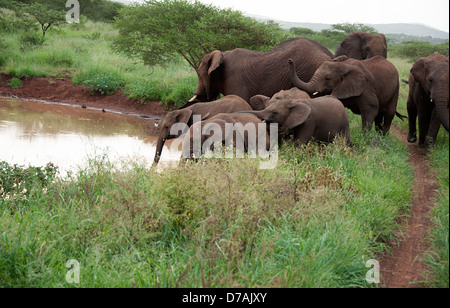 Elefanten in freier Wildbahn in Thanda Game Reserve KwaZulu-Natal, Südafrika. Stockfoto