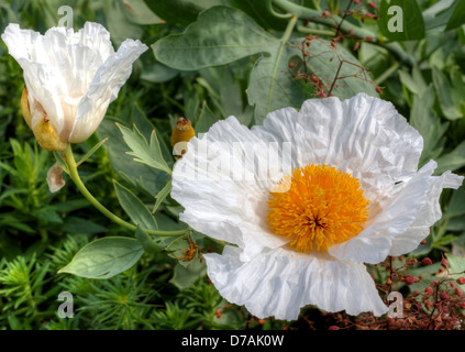 Exotische weiße Blume Matilija Mohnblume oder kalifornische Baum Mohn (Romneya Coulteri) in einem Garten. Stockfoto