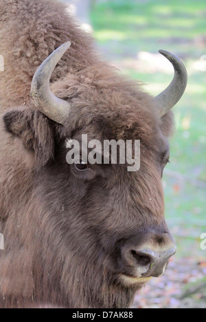 Nahaufnahme von einem Bison Kopf im Wald Stockfoto