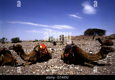 Ein Mann sitzt inmitten der Beduinen sattelten Kamele in der Wüste des Wadi Rum, auch das Tal des Mondes bekannt, im südlichen Jordanien. Stockfoto