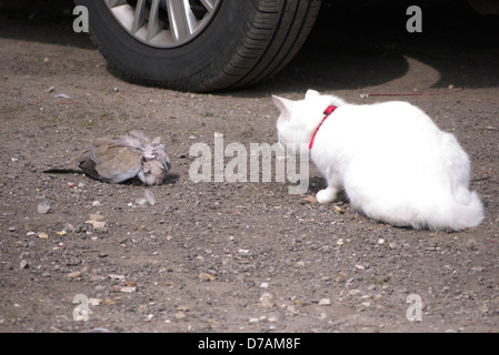 Weiße Katze Freya neugierig auf eine Collared Dove, die angegriffen worden durch ein Sperber, Mablethorpe, Lincolnshire Stockfoto