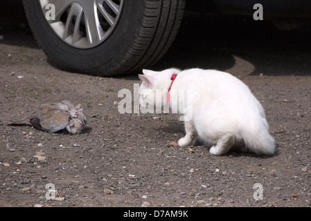 Freya, die weiße Katze und einen verletzten Collared Dove, die Taube hatte von einem Sperber, Mablethorpe, Lincolnshire angegriffen worden Stockfoto