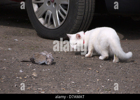 Die verletzte Taube Uhren haben zuvor verjagt den Sparrowhawk Freya die weiße Katze Stockfoto