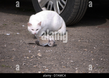 Freya die weiße Katze und ein Sperber Opfer, Mablethorpe, Lincolnshire Stockfoto