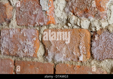 Zauberstab Mit Schimmel - Wand mit Schimmelpilzbefall 02 Stockfoto