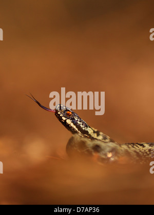 männliche Addierer in Frühlingssonne auf Waldboden Aalen, während die Luft mit einer Zunge Flick Verkostung Stockfoto