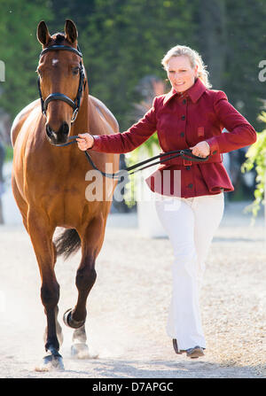 Badminton House, Gloucestershire, UK. 2. Mai 2013.  MS Zara Phillips MBE läuft neben ihrem Pferd High Königreich während Pferd Erstinspektion bei Badminton Horse Trials, gehalten in der Park Badminton House in Gloucestershire. Zara, Tochter der Prinzessin Royal und Enkelin von Königin Elizabeth II, gewann eine Silbermedaille bei den Olympischen Spielen in London. 2. Mai 2013. Bildnachweis: Adam Gasson/Alamy Live-Nachrichten Stockfoto