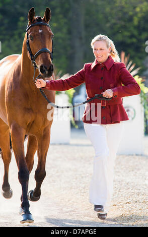 Badminton House, Gloucestershire, UK. 2. Mai 2013.  MS Zara Phillips MBE läuft neben ihrem Pferd High Königreich während Pferd Erstinspektion bei Badminton Horse Trials, gehalten in der Park Badminton House in Gloucestershire. Zara, Tochter der Prinzessin Royal und Enkelin von Königin Elizabeth II, gewann eine Silbermedaille bei den Olympischen Spielen in London. 2. Mai 2013. Bildnachweis: Adam Gasson/Alamy Live-Nachrichten Stockfoto