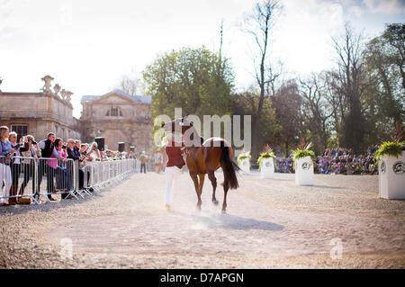 Badminton House, Gloucestershire, UK. 2. Mai 2013.  MS Zara Phillips MBE läuft neben ihrem Pferd High Königreich während Pferd Erstinspektion bei Badminton Horse Trials, gehalten in der Park Badminton House in Gloucestershire. Zara, Tochter der Prinzessin Royal und Enkelin von Königin Elizabeth II, gewann eine Silbermedaille bei den Olympischen Spielen in London. 2. Mai 2013. Bildnachweis: Adam Gasson/Alamy Live-Nachrichten Stockfoto