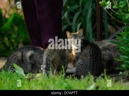 Streunende Katzen der Nachbarschaft genießen Sie eine Mahlzeit im Nachbarhaus nebenan. Stockfoto