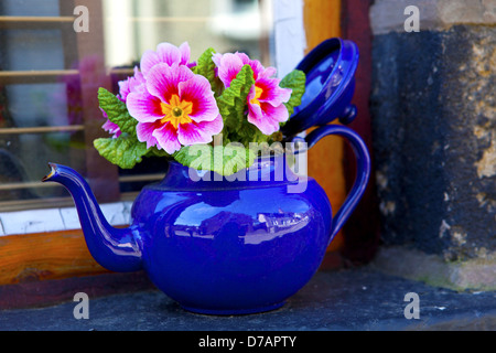 Rosa Primula Werk in eine alte Teekanne auf der Fensterbank von einem englischen Steinhaus. Stockfoto