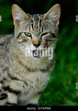 Eine streunende Katze leckt seine Schnurrhaare, nachdem er einen Happen zu essen. Stockfoto