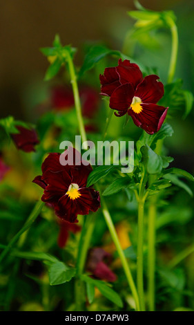 Helle Blüten auf einen schönen Abend. Stockfoto