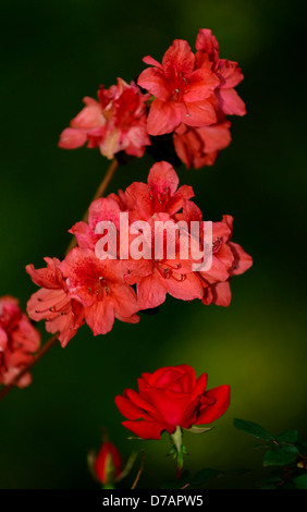 Azaleen und Knockout Rosen am Abend. Stockfoto