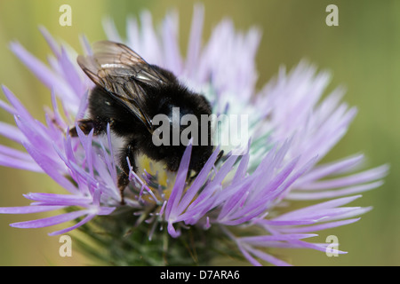 Bienen bestäuben eine Blume Stockfoto
