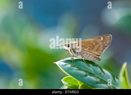 Skipper Schmetterling auf Blatt im Garten thront Stockfoto