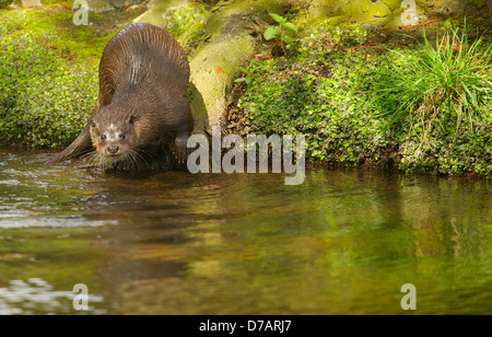 Otter in der Grafschaft Norfolk Stockfoto