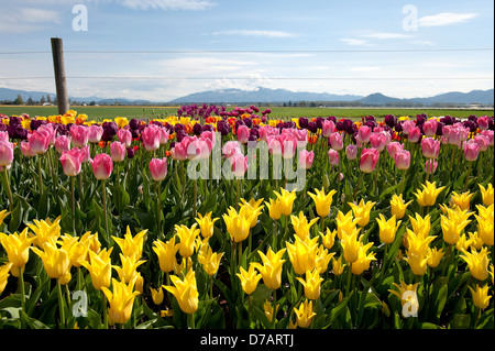 Verschiedene Tulpen mit Feld und Berge im Hintergrund. Stockfoto