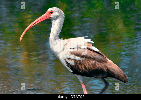 Ein Weißgesichter Ibis-Vogel - Plegadis chihi, hier im Wasser stehend gesehen Stockfoto