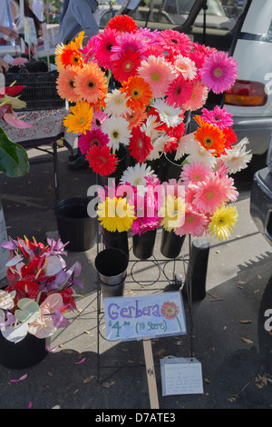 Gerbera Gänseblümchen auf dem Display zum Verkauf an der Santa Barbara Samstag Bauernmarkt. Stockfoto