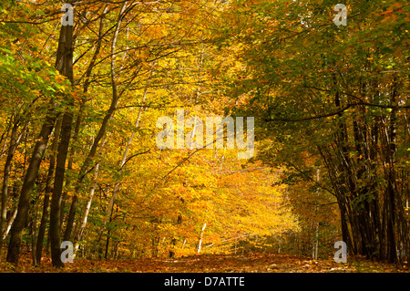 Allee der Herbstfarben in Vermont, USA Stockfoto
