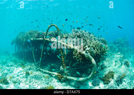 Biorock Strukturen mit gesunden Hartkorallen und Fischschwärme, Gili Trawangan, Lombok, Indonesien. Stockfoto