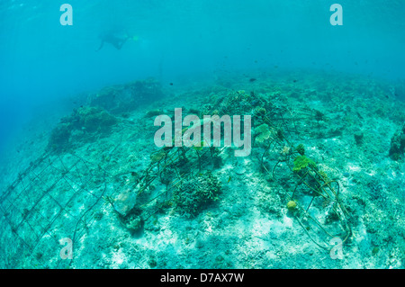 Biorock Strukturen mit gesunden Hartkorallen, Gili Trawangan, Lombok, Indonesien. Stockfoto