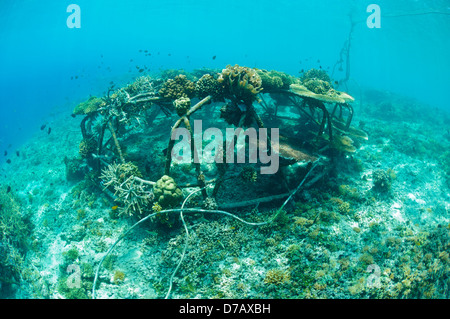 Biorock Strukturen mit gesunden Hartkorallen, Gili Trawangan, Lombok, Indonesien. Stockfoto