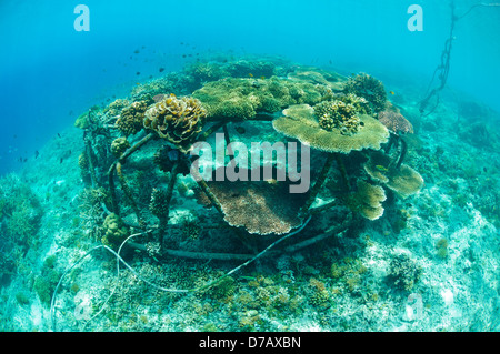 Biorock Strukturen mit gesunden Hartkorallen, Gili Trawangan, Lombok, Indonesien. Stockfoto