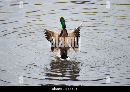 Eine Ente landet im Wasser am Bootfahren Teich im Central Park New York City Stockfoto