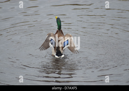 Eine Ente landet im Wasser am Bootfahren Teich im Central Park New York City Stockfoto