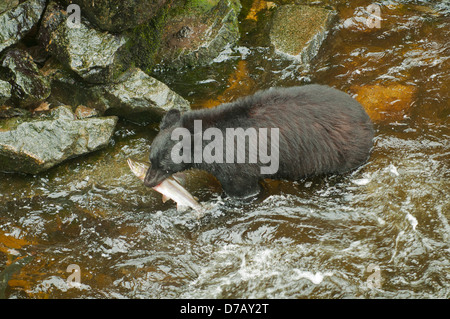 Schwarzer Bär mit Lachs am Anan Creek, in der Nähe von Wrangell, Alaska, USA Stockfoto