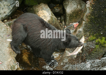 Schwarzer Bär mit Lachs am Anan Creek, in der Nähe von Wrangell, Alaska, USA Stockfoto