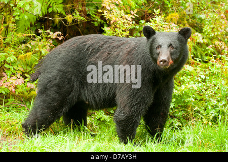 Schwarzbär am Anan Creek, in der Nähe von Wrangell, Alaska, USA Stockfoto