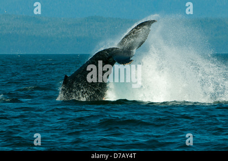 Buckelwal Umlaufriemen, eisigen Straße, Alaska, USA Stockfoto