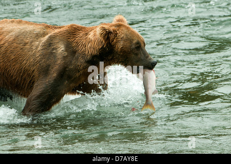 Brauner Bär mit Lachs am Bach fällt, Katmai NP, Alaska, USA Stockfoto