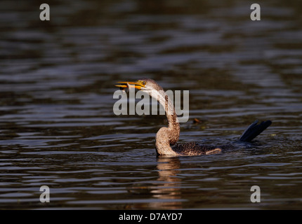 Darter-Schlange-Vogel mit einer Sperre Stockfoto