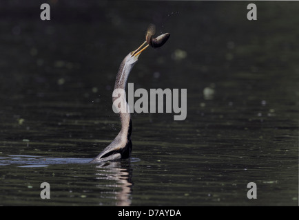 Darter-Schlange-Vogel mit einer Sperre Stockfoto