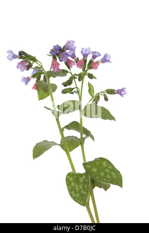 kleine Blume Lungenkraut (Pulmonaria Officinalis) auf weißem Hintergrund Stockfoto