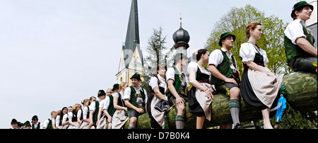 Traditionelle Anhebung der Maibaum (Maibaum-Aufstellen) Stockfoto