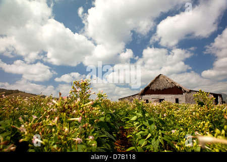 blühende Tabakfelder in Vinales Tal, Vinales, Pinar del Rio, Kuba, Karibik Stockfoto