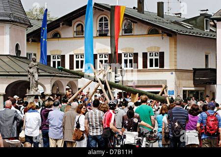 Traditionelle Anhebung der Maibaum (Maibaum-Aufstellen) Stockfoto