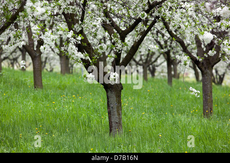 Kirschbäume Obstgarten blüht, Rasen Stockfoto